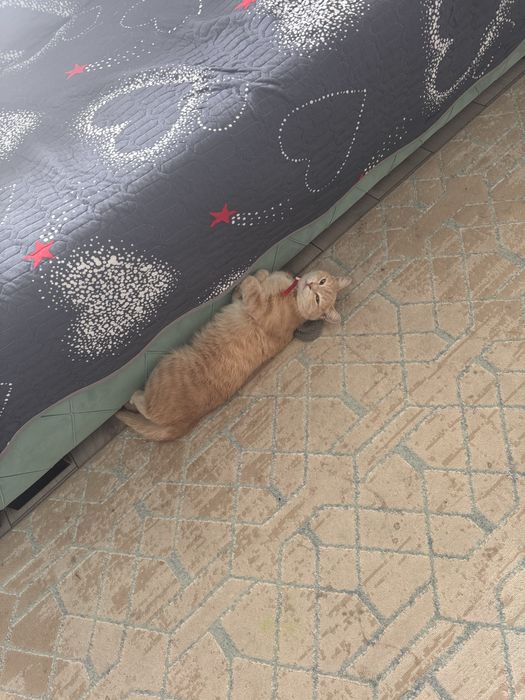 Астана. Отдам кошку в добрые ручки