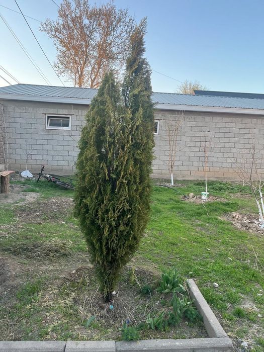Продается Туя и Можевельник