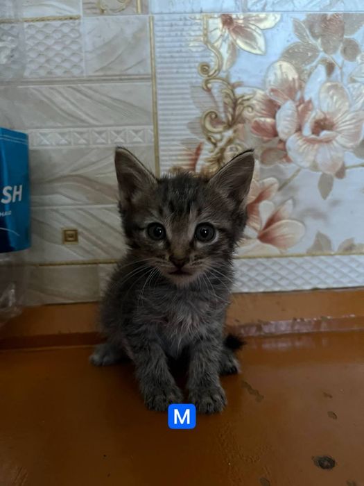 Отдам котят в добрые руки