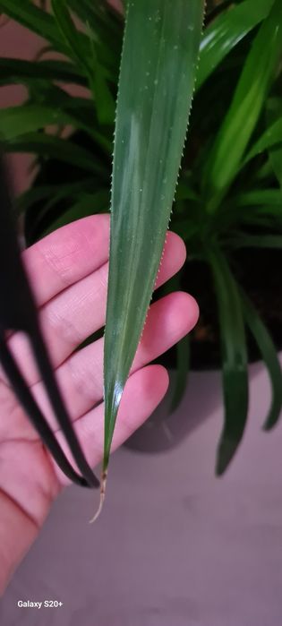 Панданус в высоком кашпо