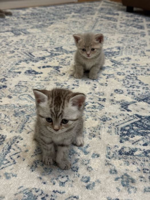 Котята -шотландцы