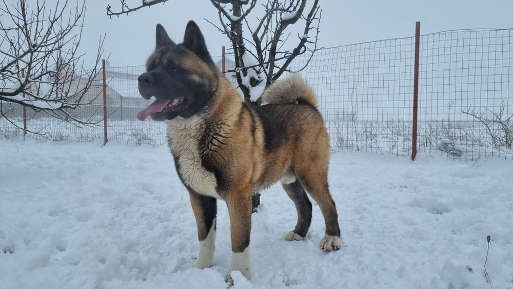 Femela akita american