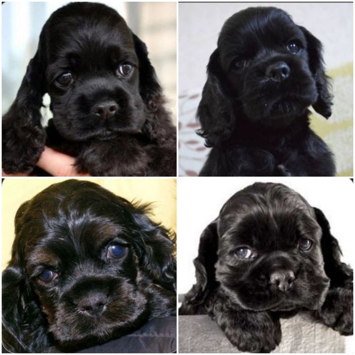 Щенки Американского кокер спаниеля.