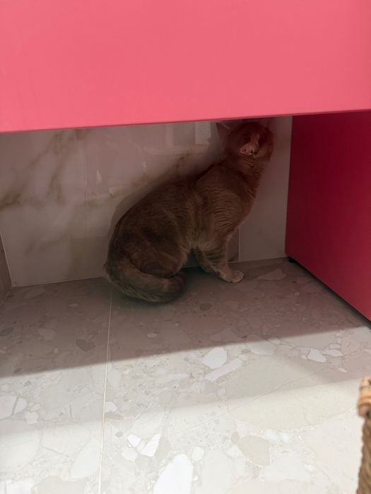 Продам британского кота