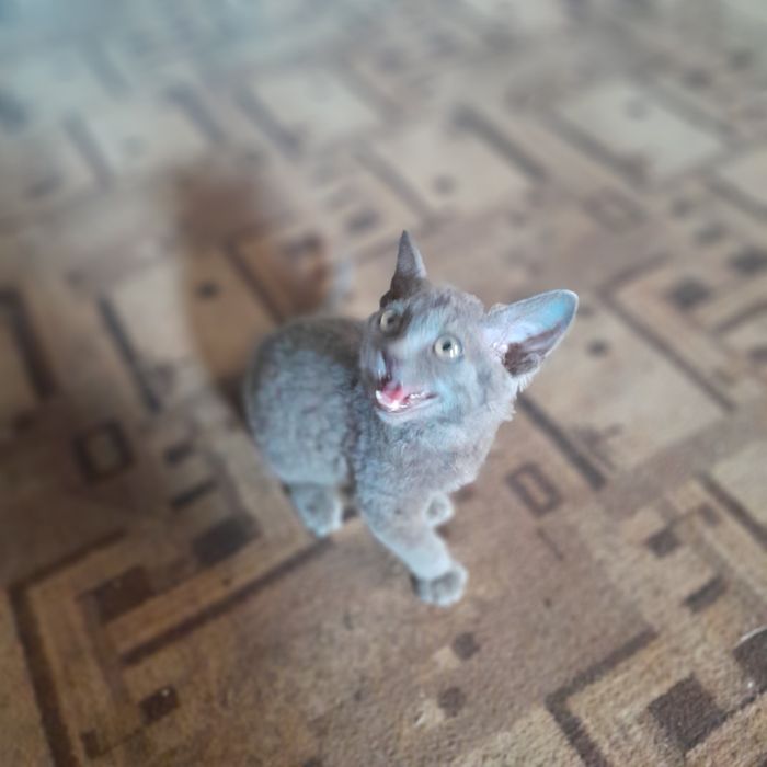 Пропал котёнок  кошка