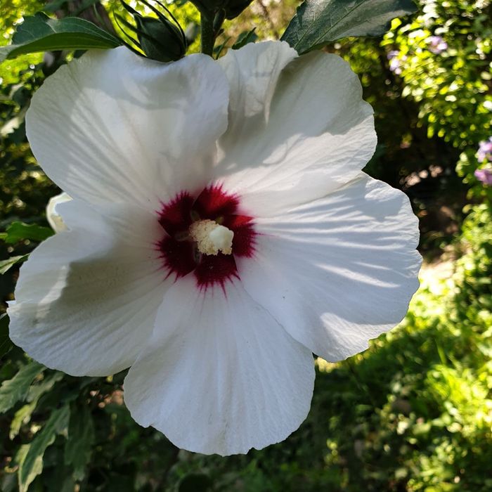 Гибискус цветущие деревья