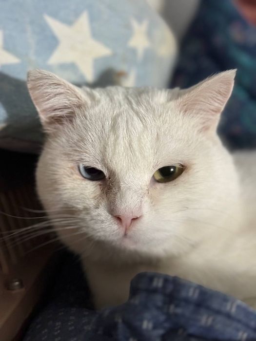 В хорошие руки шикарный белый кот Беляш