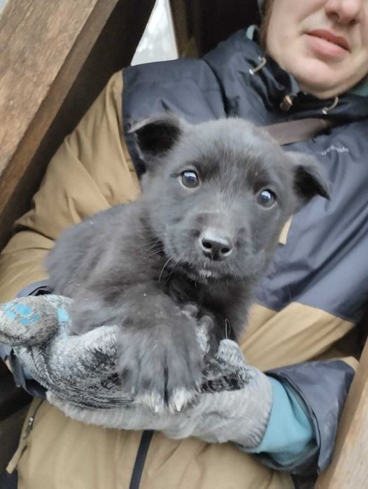 Щенки ищут свой дом