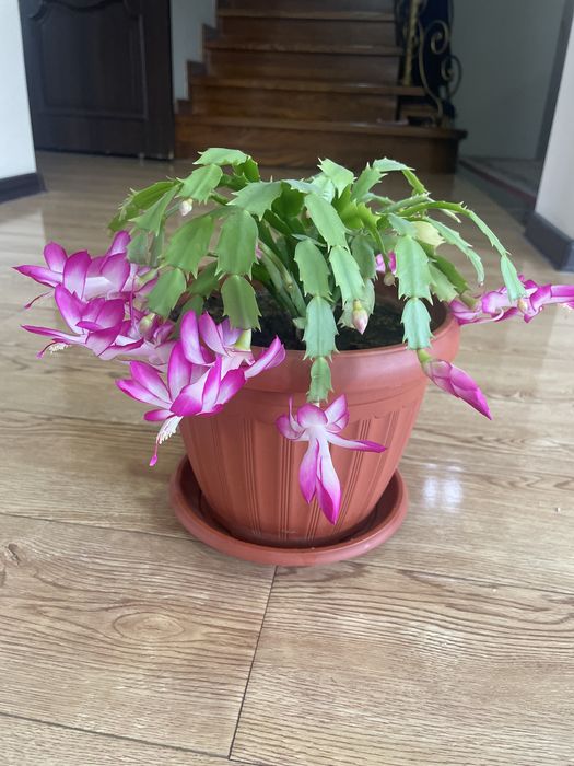 Декабрист - зигокактус