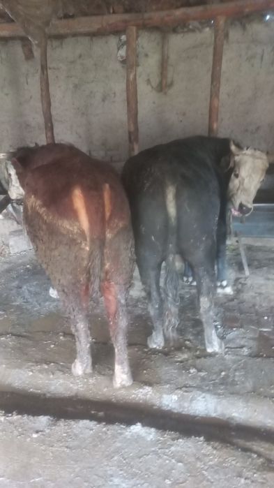 Buqala sotiladi  jivoy vasga xam beramiz