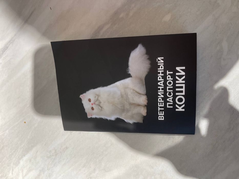 Мейн-кун девочка продается