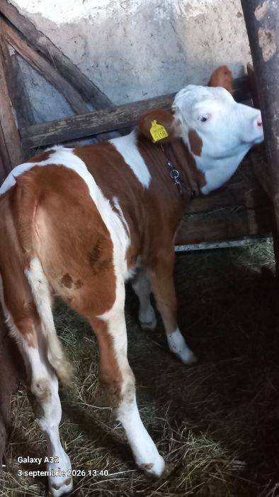 vând vițiava de trei luni jumate