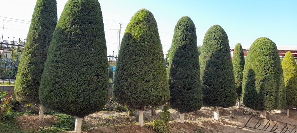 Daraxt Kesish va shakil berish xizmati