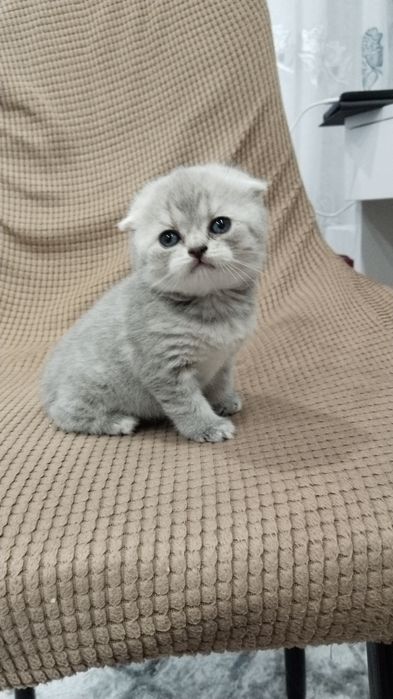 Продам шотландскую девочку