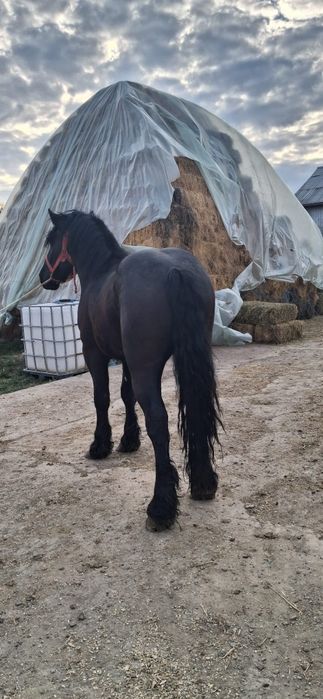 Vând mânz semi greu