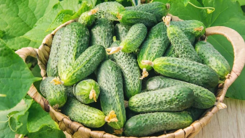 Продам огурцы дачные
