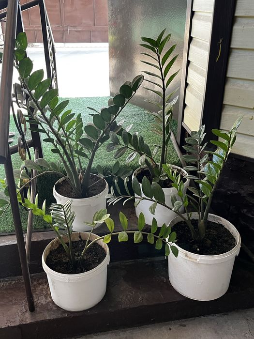 Продам цветы.