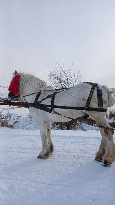 Cal de vânzare Volovăț