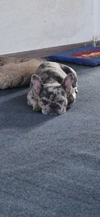 Продам французского бульдога