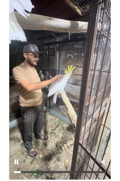 Bolshiye popugai raznogo vida