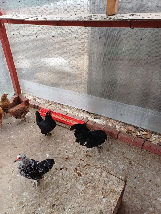 Gainute pitice diferite rase