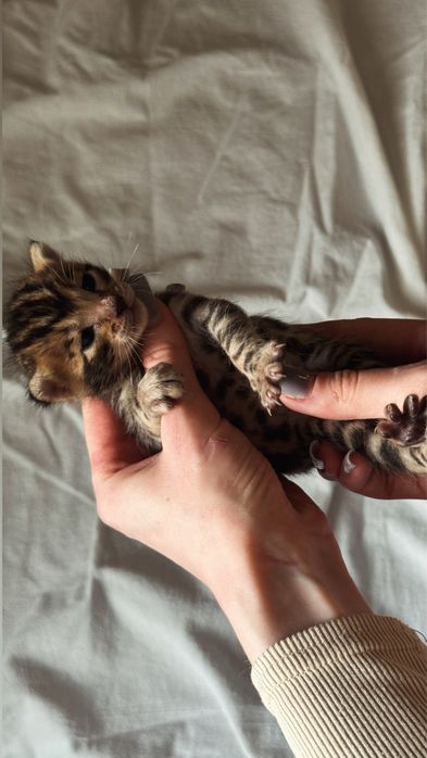 бенгальские котята