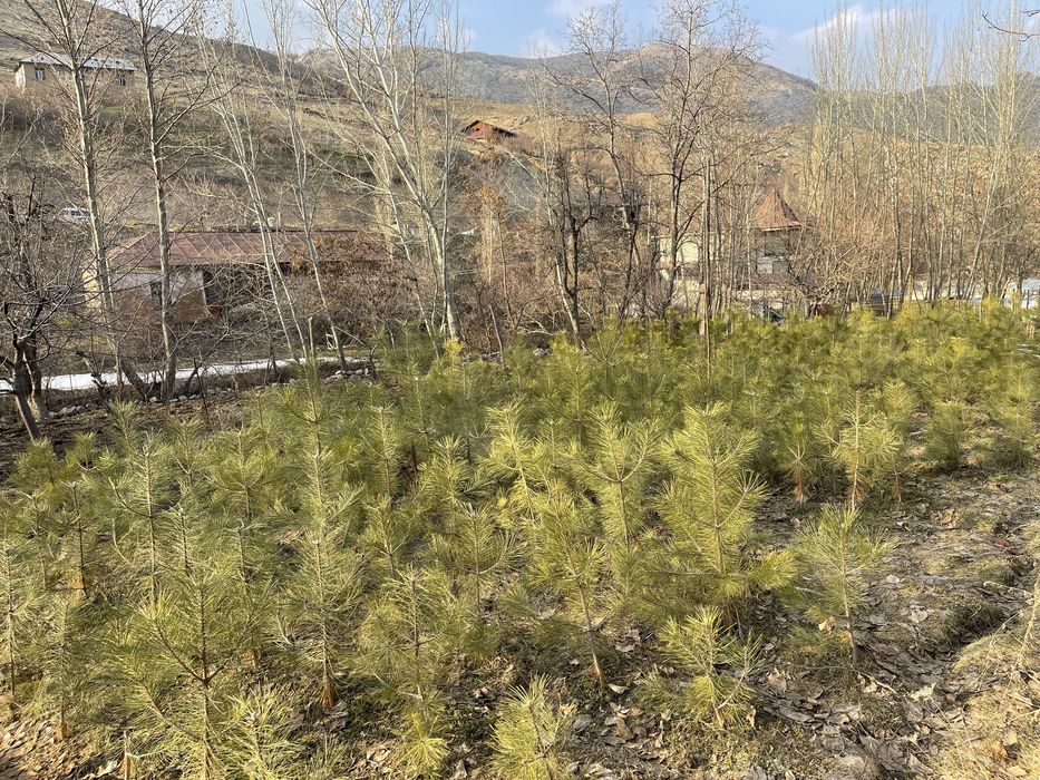 Арча кучатлари сотилади