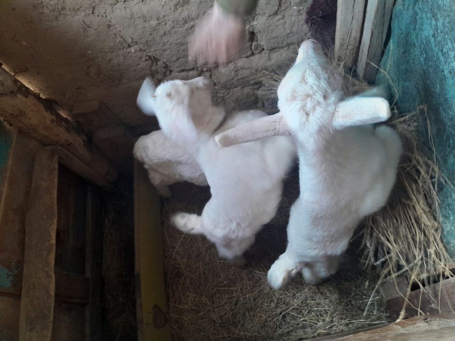 Таза қанды Заанен еркек лақ