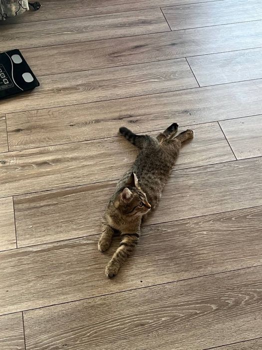 Кошка. Бесплатно девушка