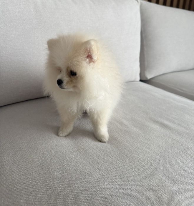 Продам щенка померанского шпица