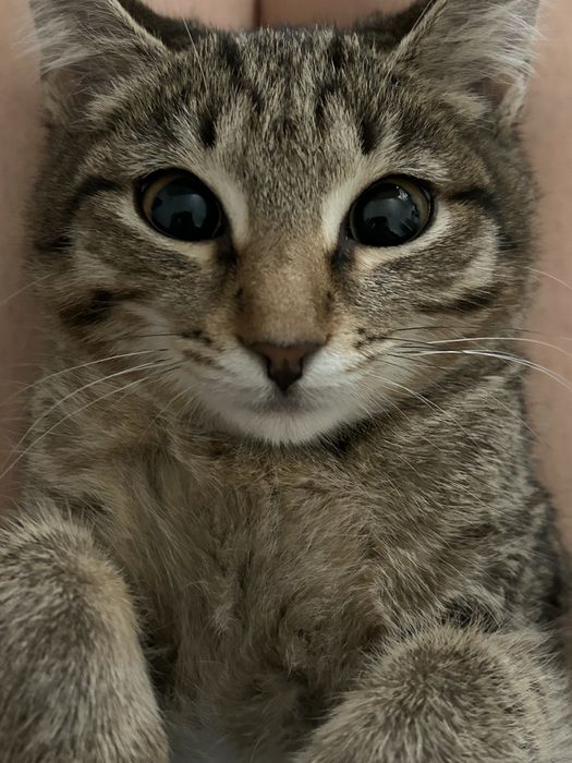 Отдам котенка в хорошие руки