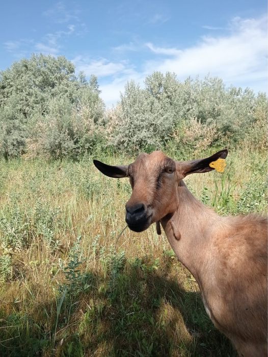 Продам Альпийскую козу
