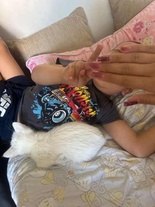 отдам даром котенка