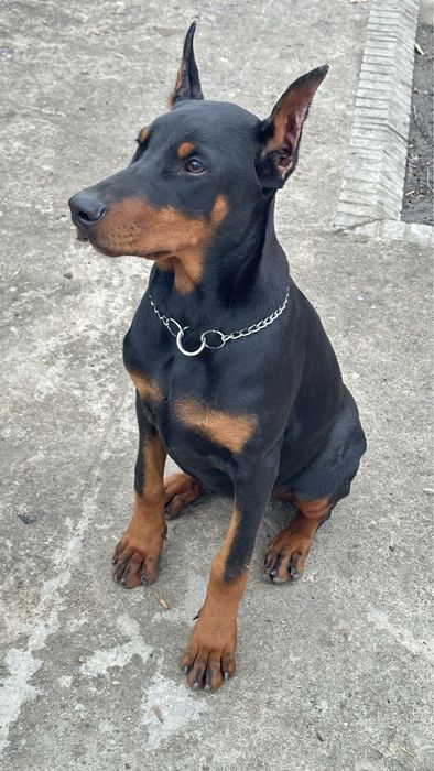 Щенок добермана с документами