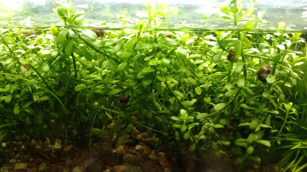 Продам  аквариумные растения