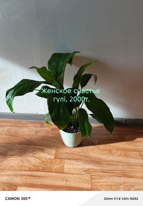 Цветы домашние продам.