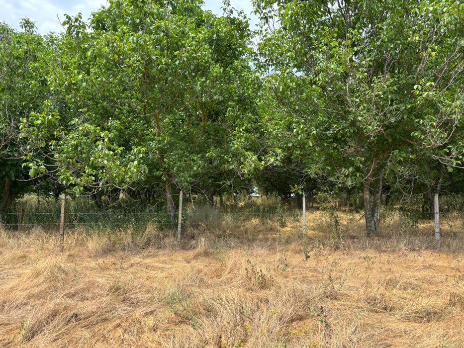 Орехова градинаа