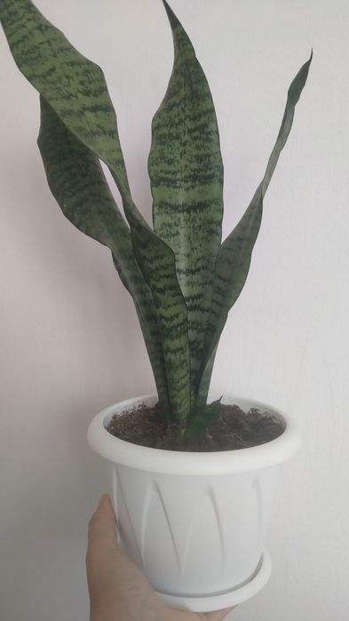 Продам комнатные цветы