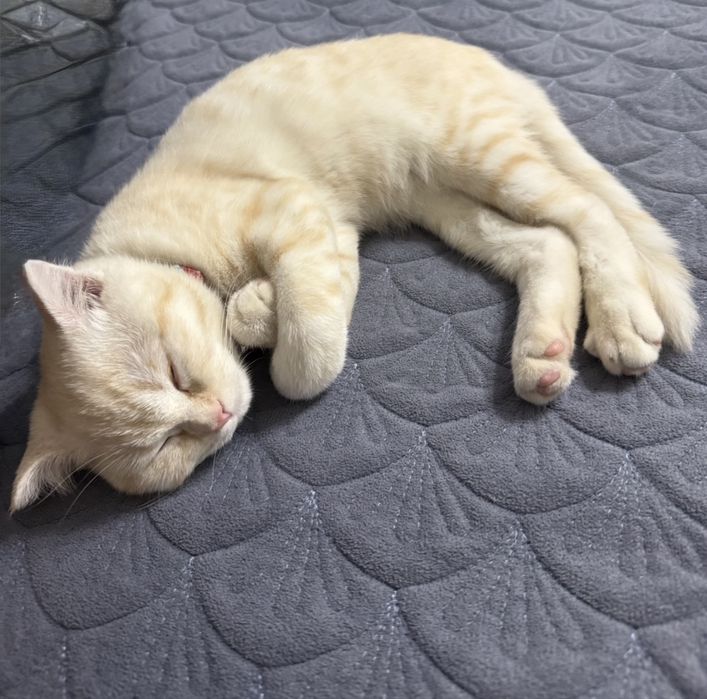 Шотландский кот (Scottish Straight)