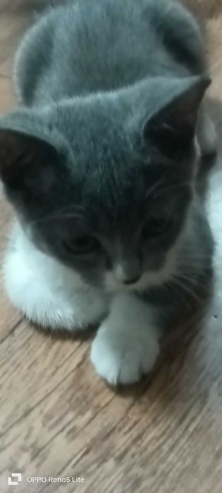 Продам породистого котенка