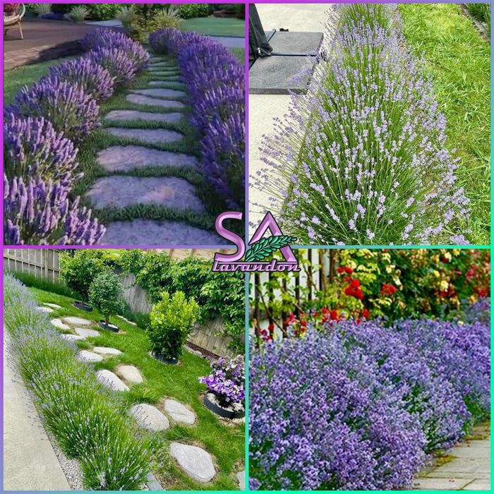 Butasi de Lavanda si Trandafiri de Dulceata