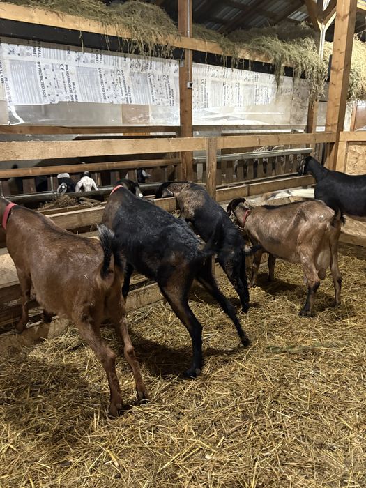 Capre AngloNubiene cu certificat de origine