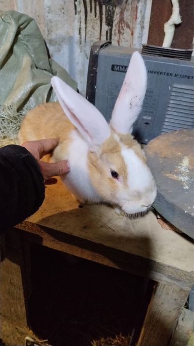 Кролики разных пород