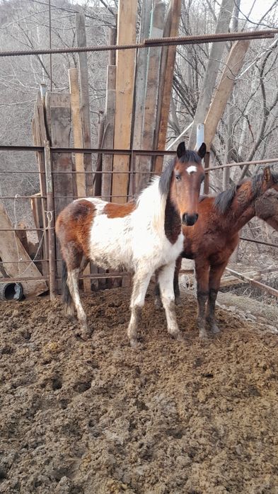 Құнан асау,жеребчик не обученый.