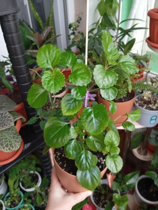 Продам цветы комнатные