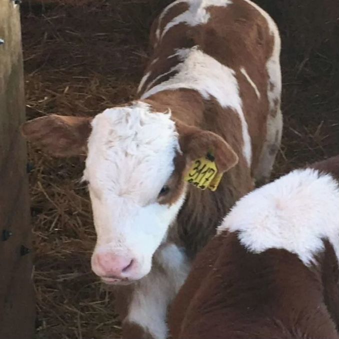 Симментал Бұзау Телята