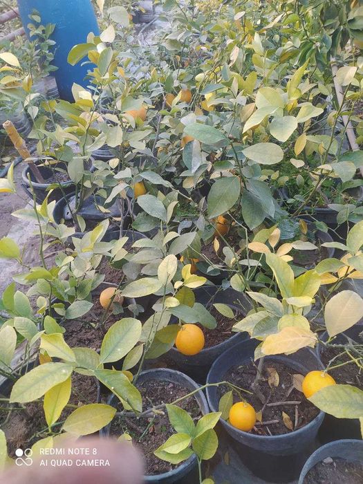 Лимон(мэйер)/киви/японский урюк. Limon/kivi/greyfrut/yapon u