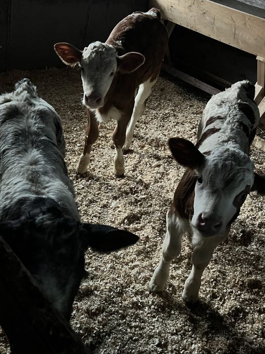 Vand doua vitele si un vitel