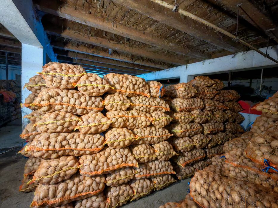 Cartofi de vanzare Jud.Harghita