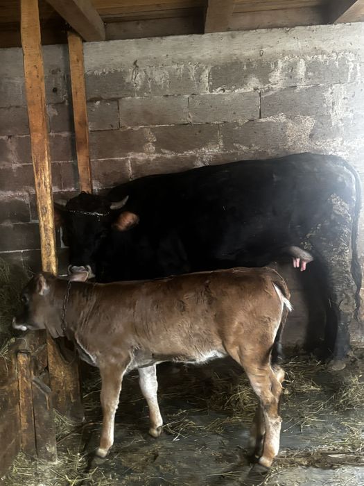 Vand junca cu vitica